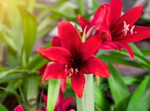 Burgundy perennial flowers with velvety, trumpet-shaped blooms rise on thick stalks above glossy green leaves.