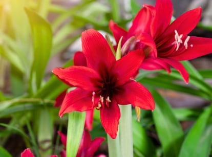 Burgundy perennial flowers with velvety, trumpet-shaped blooms rise on thick stalks above glossy green leaves.