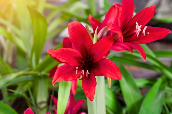 Burgundy perennial flowers with velvety, trumpet-shaped blooms rise on thick stalks above glossy green leaves.