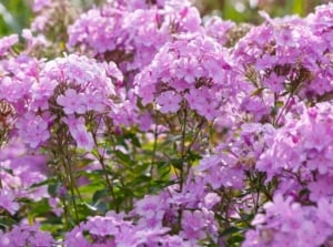 Upright clumps of green lance-shaped leaves topped with large clusters of star-shaped pink blooms, often part of perennials cut back in August to encourage healthier regrowth.