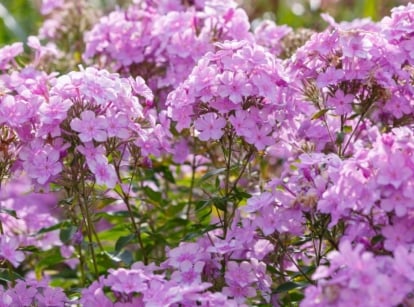 Upright clumps of green lance-shaped leaves topped with large clusters of star-shaped pink blooms, often part of perennials cut back in August to encourage healthier regrowth.