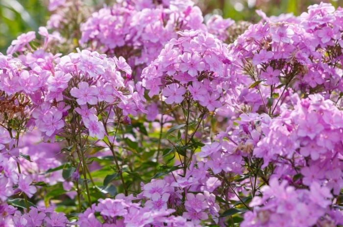 Upright clumps of green lance-shaped leaves topped with large clusters of star-shaped pink blooms, often part of perennials cut back in August to encourage healthier regrowth.