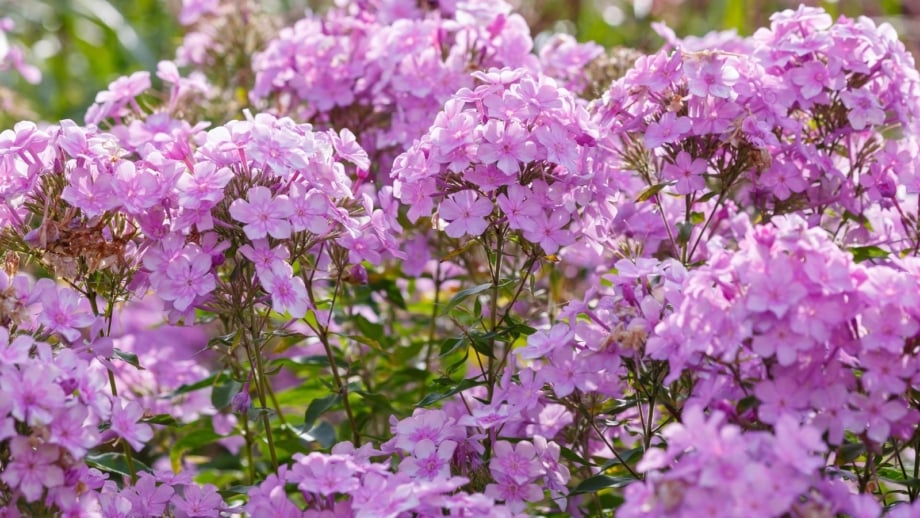Upright clumps of green lance-shaped leaves topped with large clusters of star-shaped pink blooms, often part of perennials cut back in August to encourage healthier regrowth.