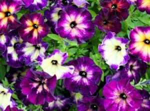 A dense cluster of trumpet-shaped flowers in shades of purple, yellow, and white, with prominent dark centers, fills the frame — petunias that don't need deadheading.