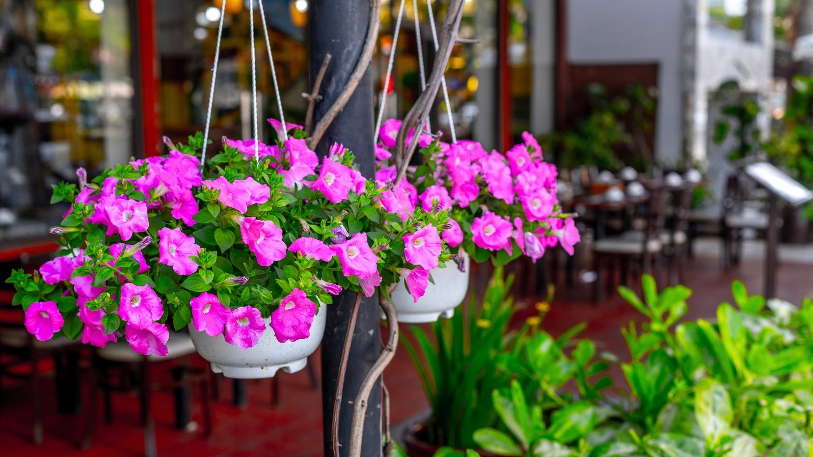 Two white hanging baskets brimming with vibrant fuchsia-pink, funnel-shaped flowers and bright green leaves, suspended from a dark pole.