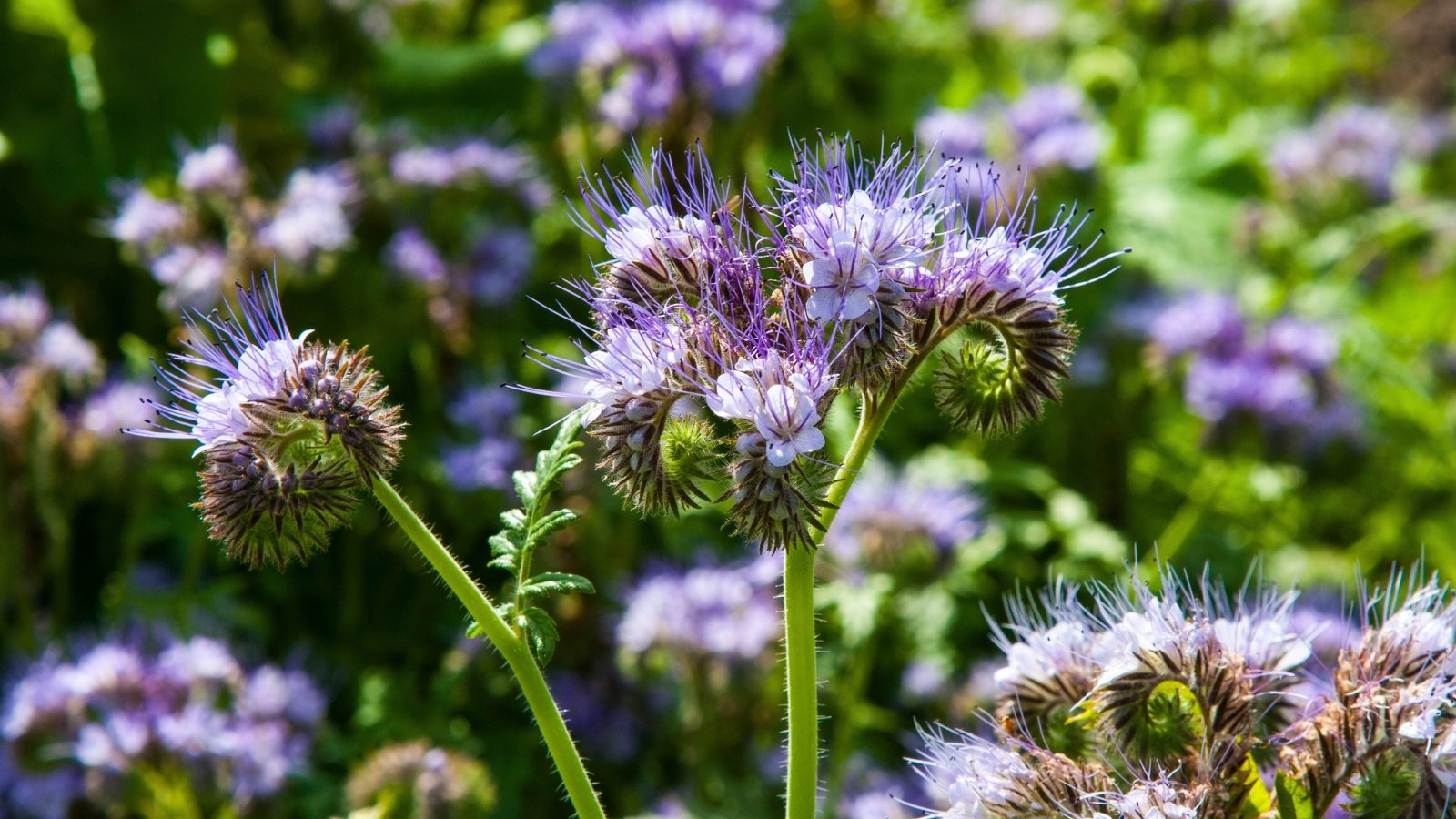 A field of feathery, lavender-blue flowers with coiled green and brown bases, on green stems, against a blurred green background.