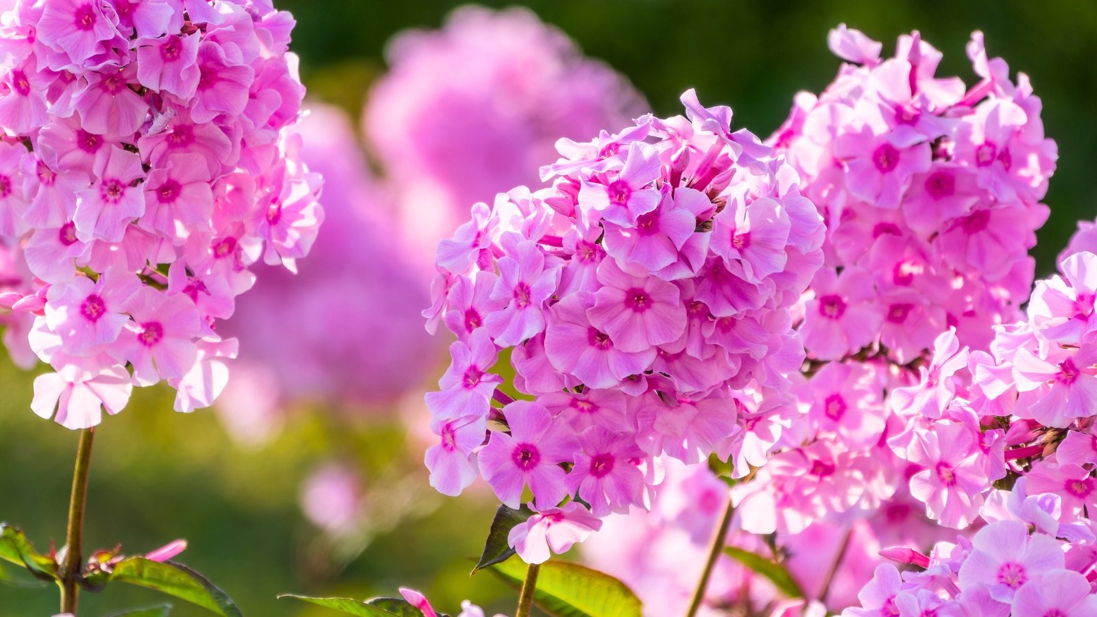 Lush, domed clusters of small, radiant fuchsia-pink five-petaled blossoms with darker eyes rise on stems amidst soft green foliage.