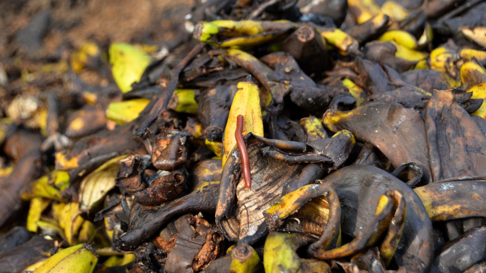A pile of decomposting yellow rotting banana peels with black spots lies with worms.