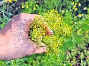 A gardener’s fingers gently pinch off the large yellow flower head of a dill plant to pinch off herb blooms and promote leafy growth.