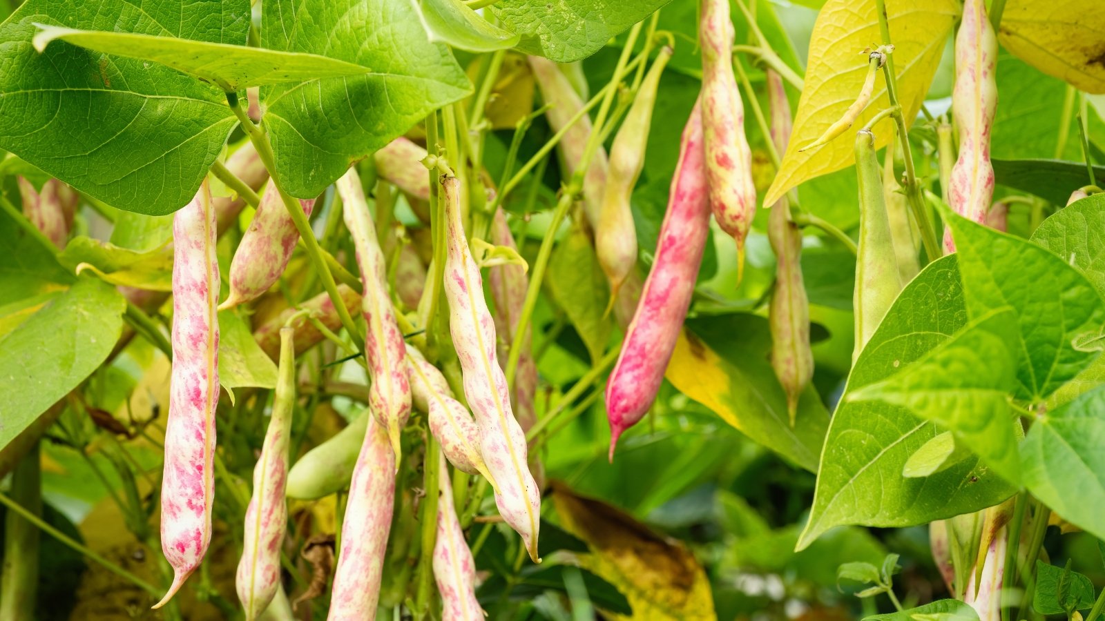 A leafy plant with clusters of trifoliate green leaves and pale green pods speckled with faint reddish streaks hanging along branching stems.