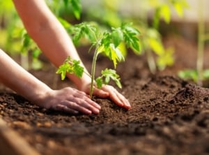 Gardener’s hands gently plant a young tomato seedling with tender green leaves and sturdy stem into rich garden soil for a fall harvest.