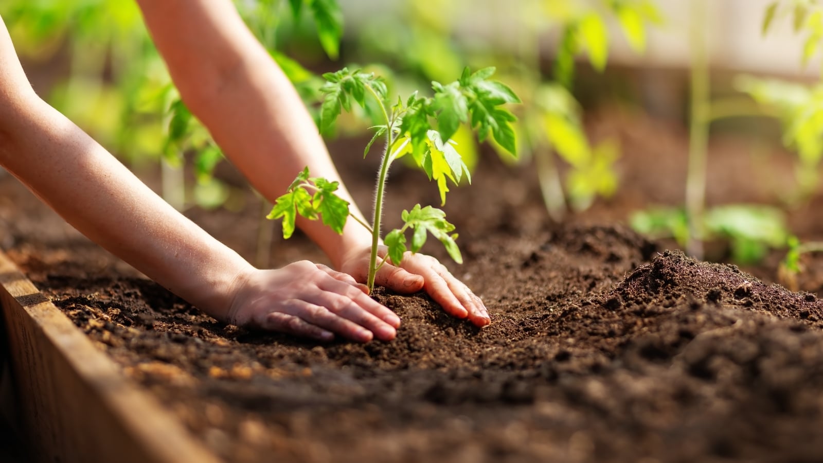 Gardener’s hands gently plant a young tomato seedling with tender green leaves and sturdy stem into rich garden soil for a fall harvest.