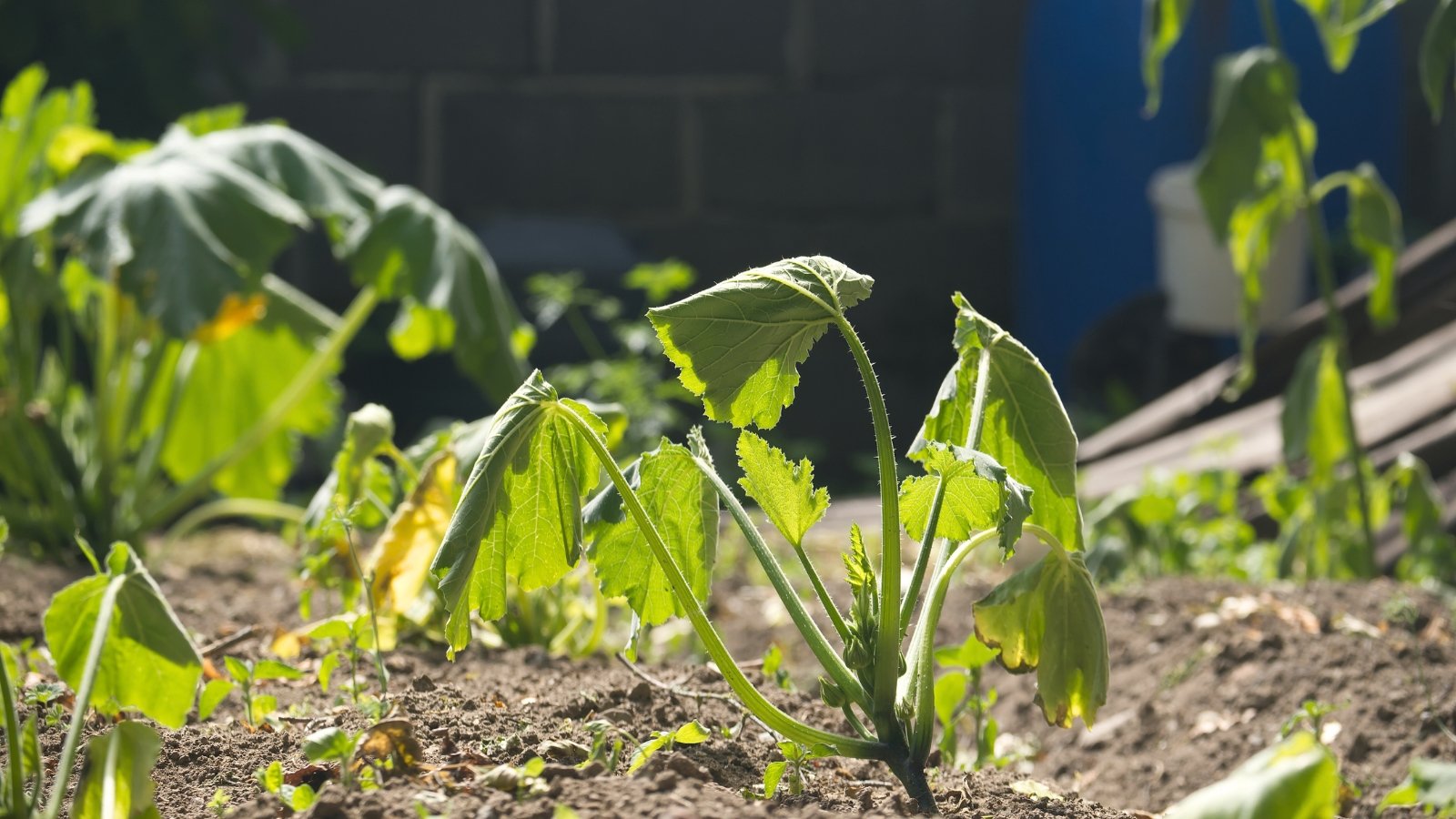 Zucchini plants with large, drooping leaves appear wilted and limp in the garden bed.
