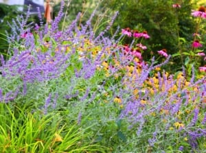 A bushy plant with lavender-purple spikes alongside yellow daisy-like flowers and pink cone-shaped blooms, highlighting a plant with Russian sage.