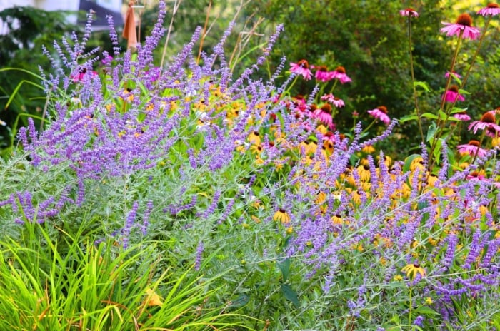 A bushy plant with lavender-purple spikes alongside yellow daisy-like flowers and pink cone-shaped blooms, highlighting a plant with Russian sage.
