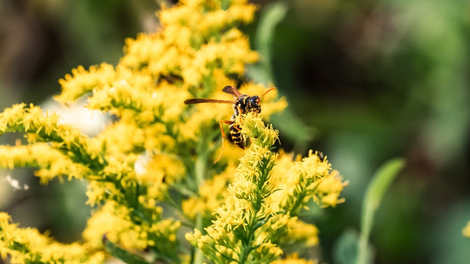 15 Common Plants That Attract Wasps