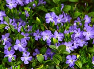 A carpet of vibrant plants spreading in shade, with periwinkle-blue five-petaled flowers nestled among small, dark green oval leaves.