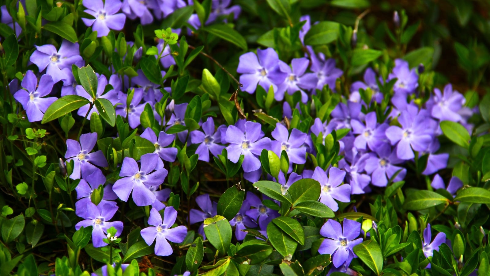A carpet of vibrant plants spreading in shade, with periwinkle-blue five-petaled flowers nestled among small, dark green oval leaves.