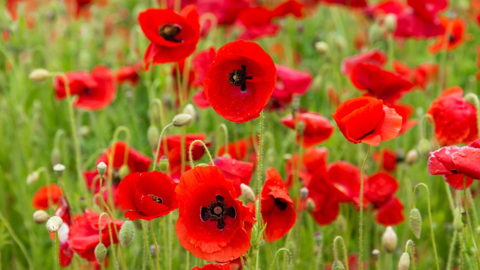 A field dotted with delicate, papery flowers in shades of red, swaying gently in the breeze.