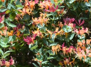 Clusters of deep pink and golden tubular flowers bloom among green, oval leaves on mildew-resistant honeysuckle vines.