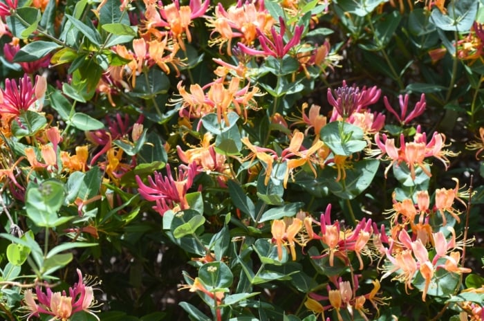 Clusters of deep pink and golden tubular flowers bloom among green, oval leaves on mildew-resistant honeysuckle vines.