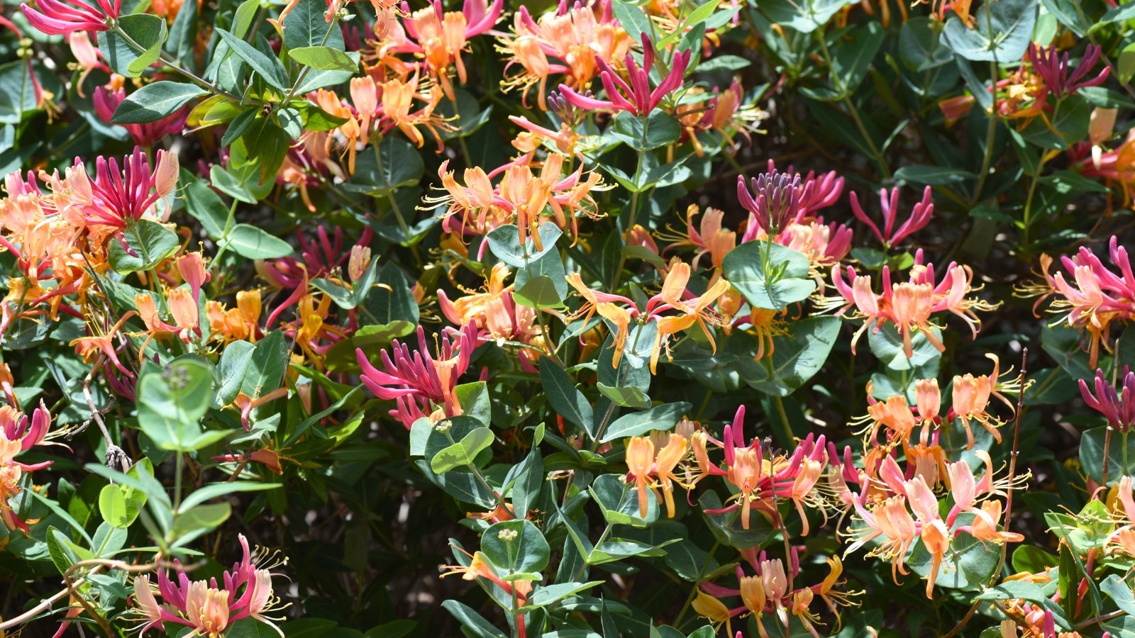 Clusters of deep pink and golden tubular flowers bloom among green, oval leaves on mildew-resistant honeysuckle vines.