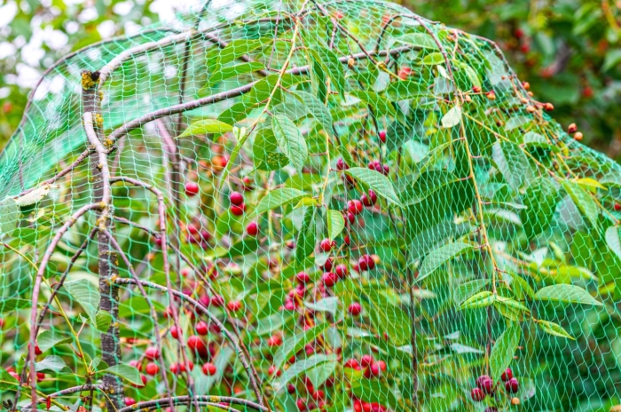 A young cherry tree with bright red fruits and green foliage is covered with protective plastic netting to protect the garden from birds.