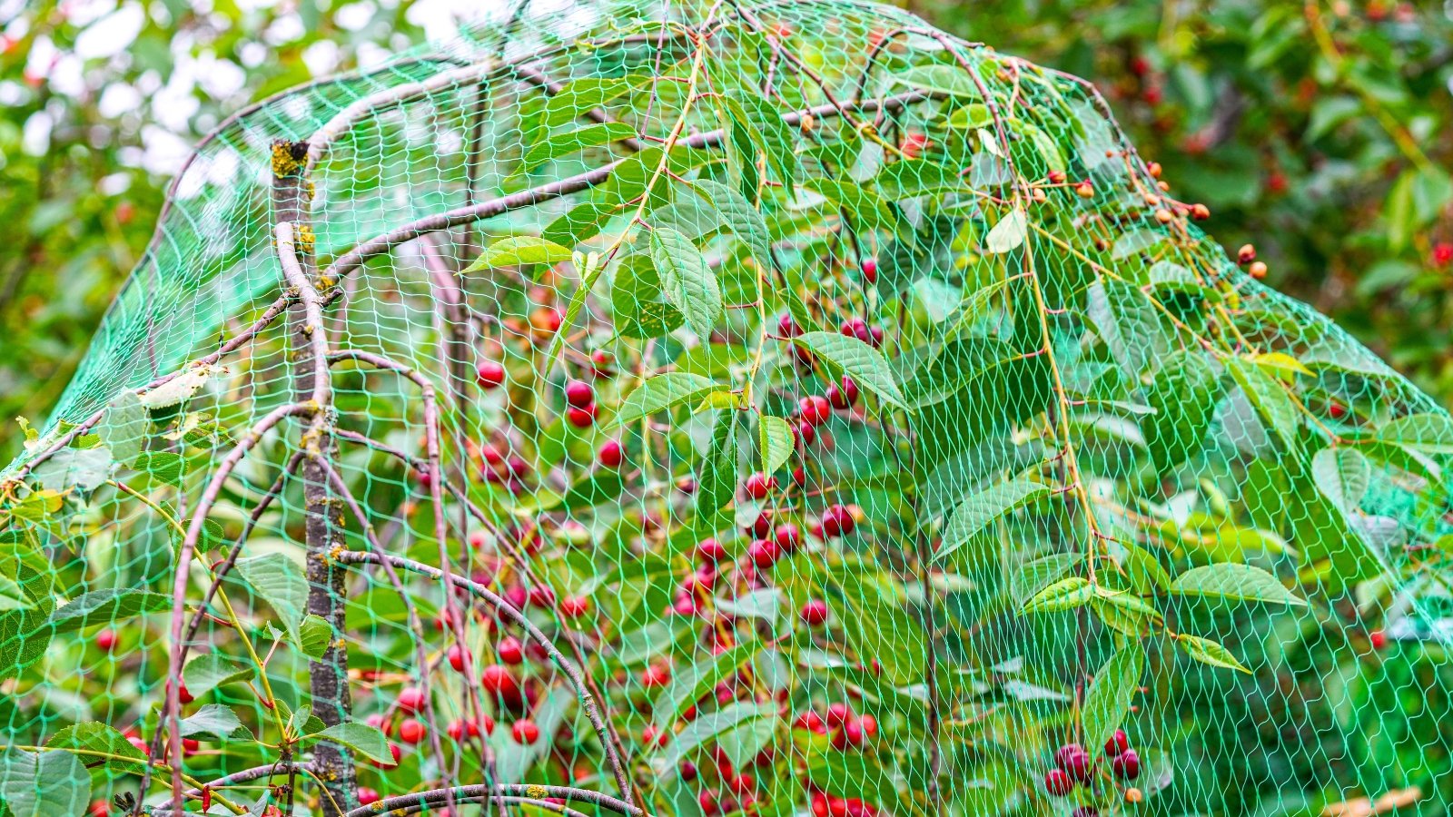 A young cherry tree with bright red fruits and green foliage is covered with protective plastic netting to protect the garden from birds.