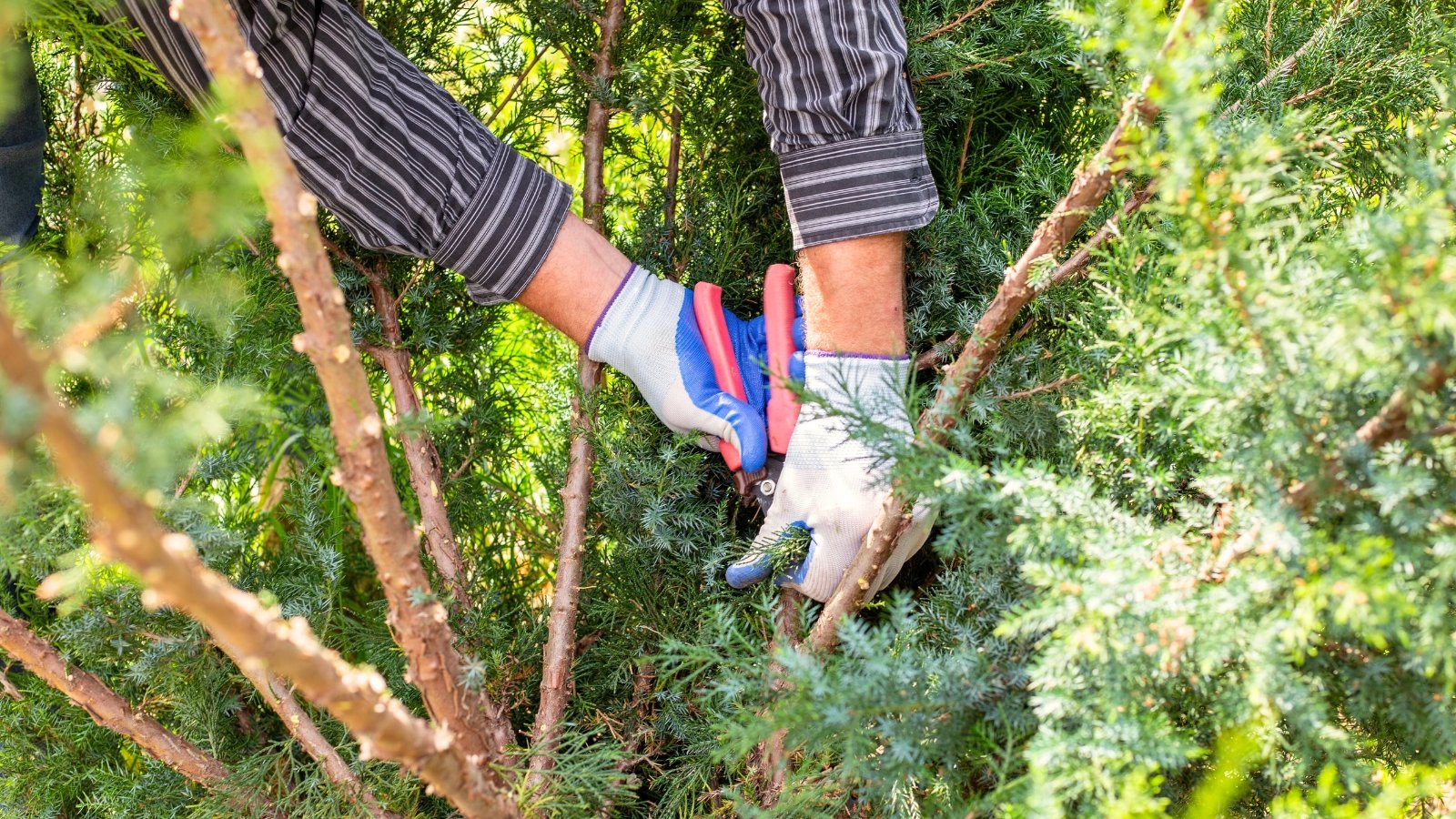 Close-up of a gardener wearing gloves pruning a large evergreen shrub with green scaly foliage using pruning shears in a sunny garden.