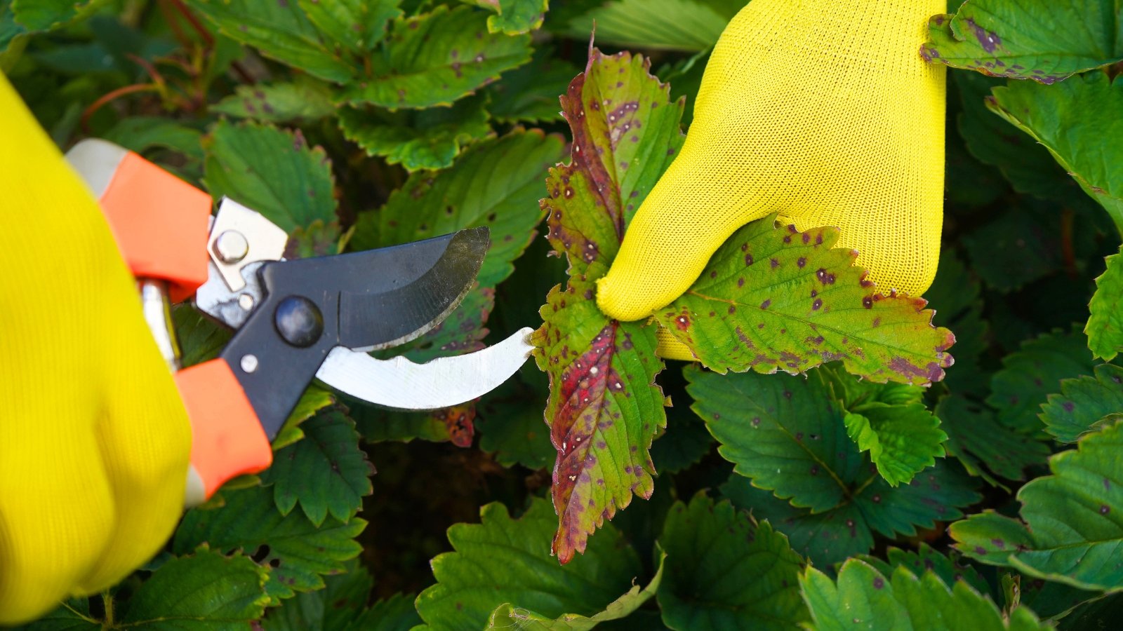 Hands in yellow gloves with pruning shears cut off diseased strawberry leaves with jagged edges and uneven purple-brown spots on the surface.