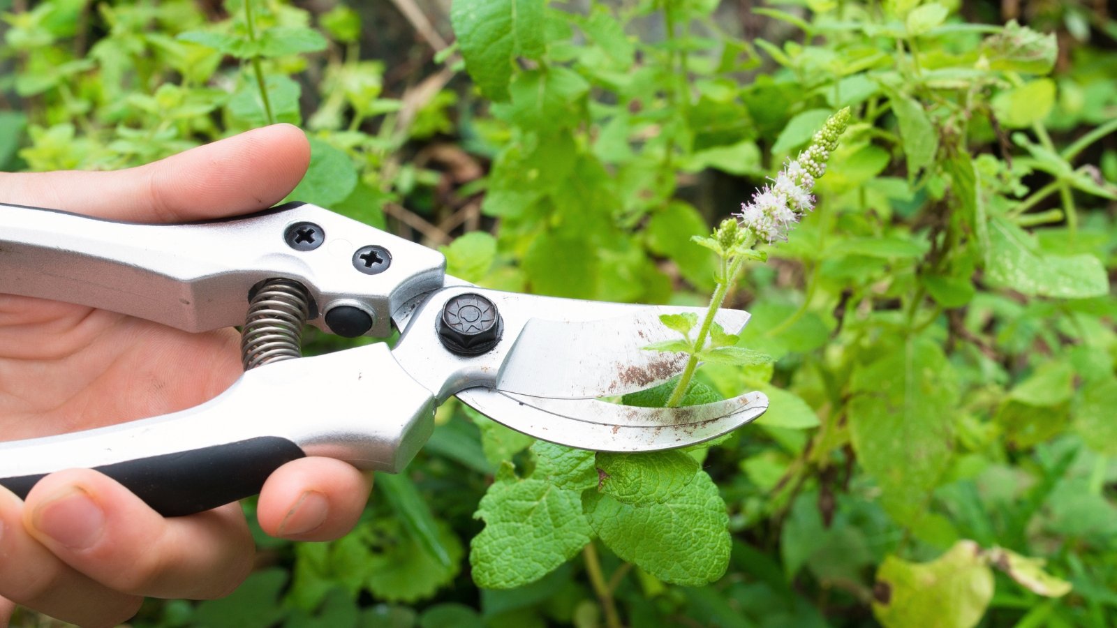 Scissors snip off a light purple mint flower from the top of a leafy green stem in a herb garden.
