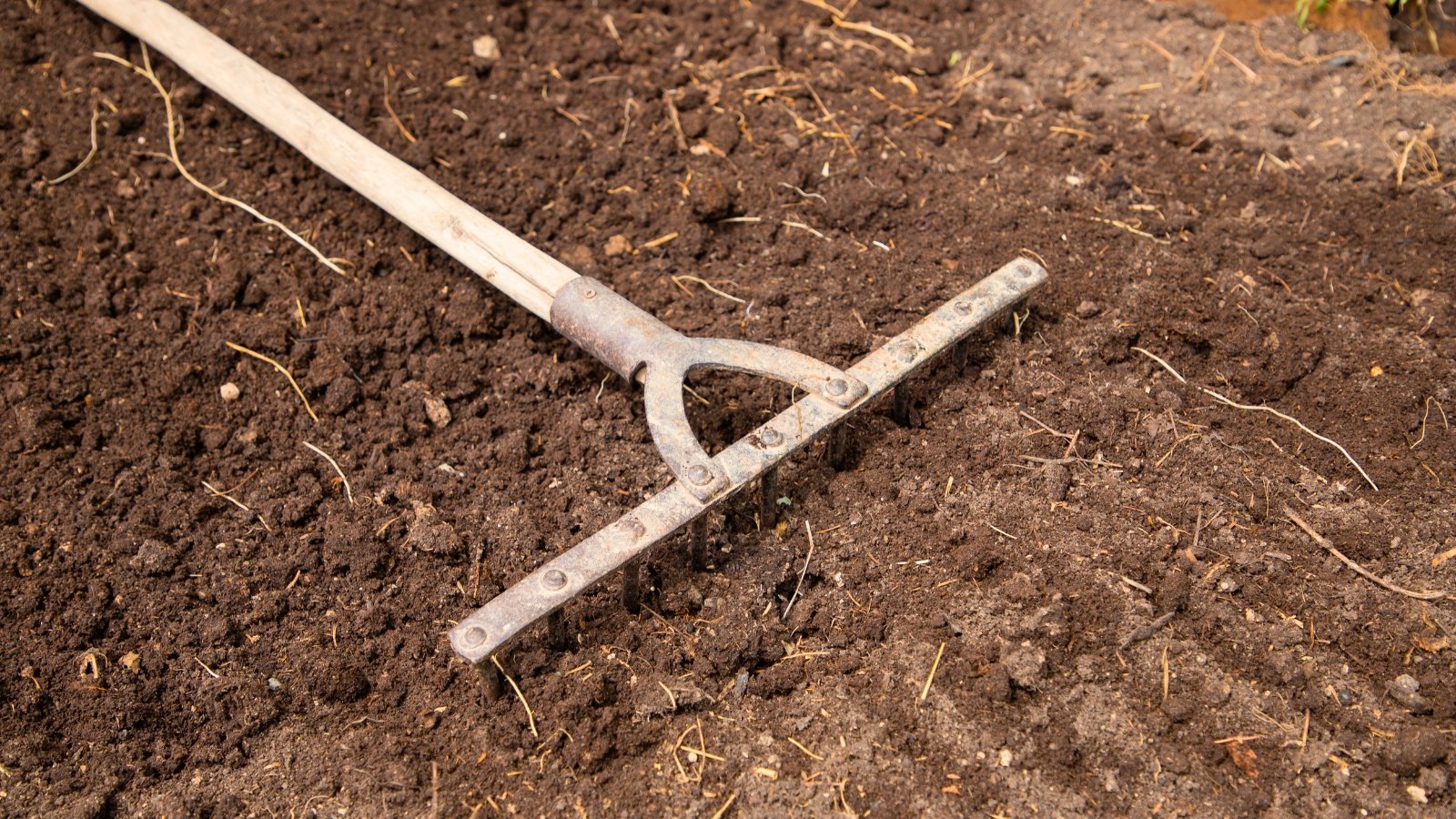 A large garden rake spreads dark brown vermicompost over the soil in the garden.