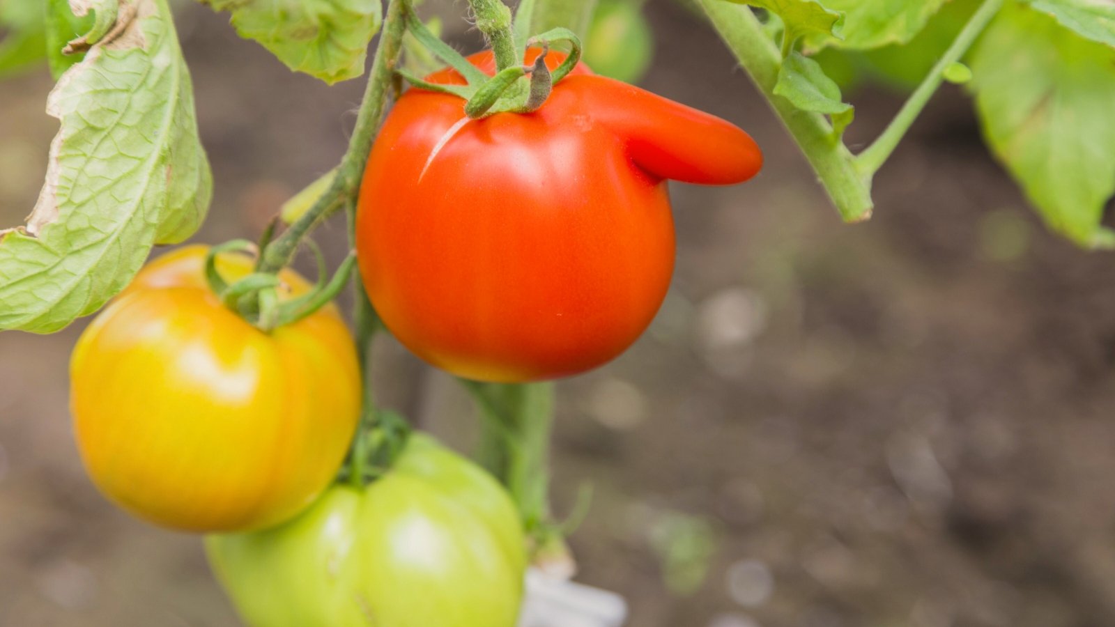 Сlose-up of green, yellow and orange-red deformed tomatoes growing on a bush among jagged foliage.