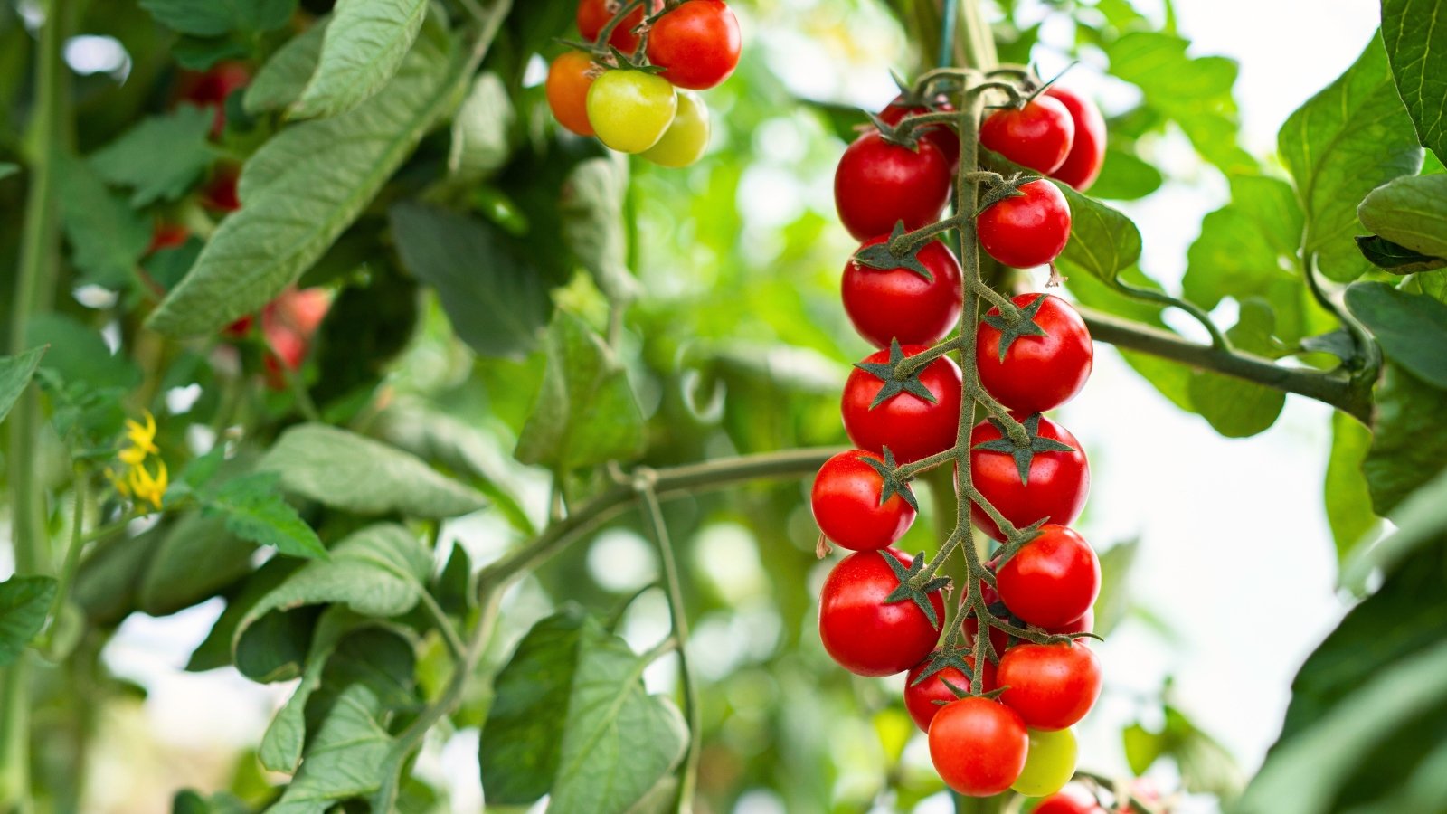 Red ripe cherry tomatoes hang in a glossy, elongated cluster among dense green foliage on a healthy vine.