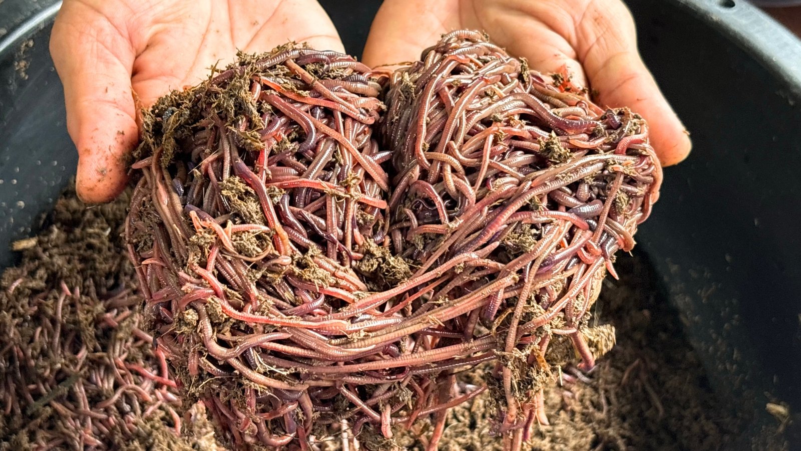 Close-up of male hands holding long, drooping red-pink red wigglers with loose grey-brown compost.