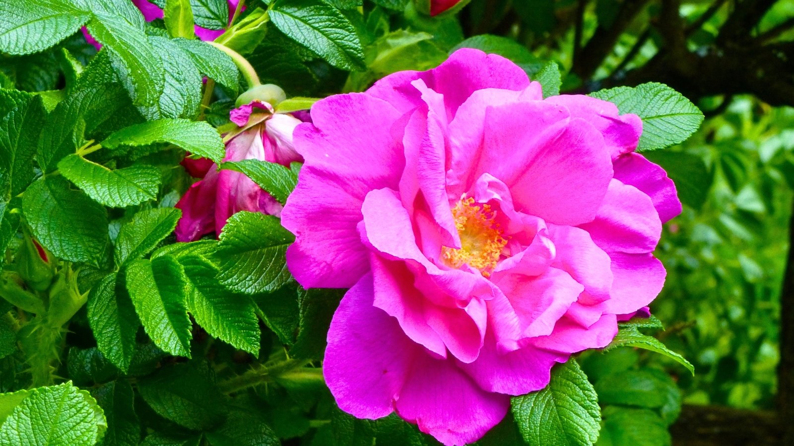 A large, fuchsia-pink, multi-petaled flower with a yellow center, surrounded by textured dark green leaves.