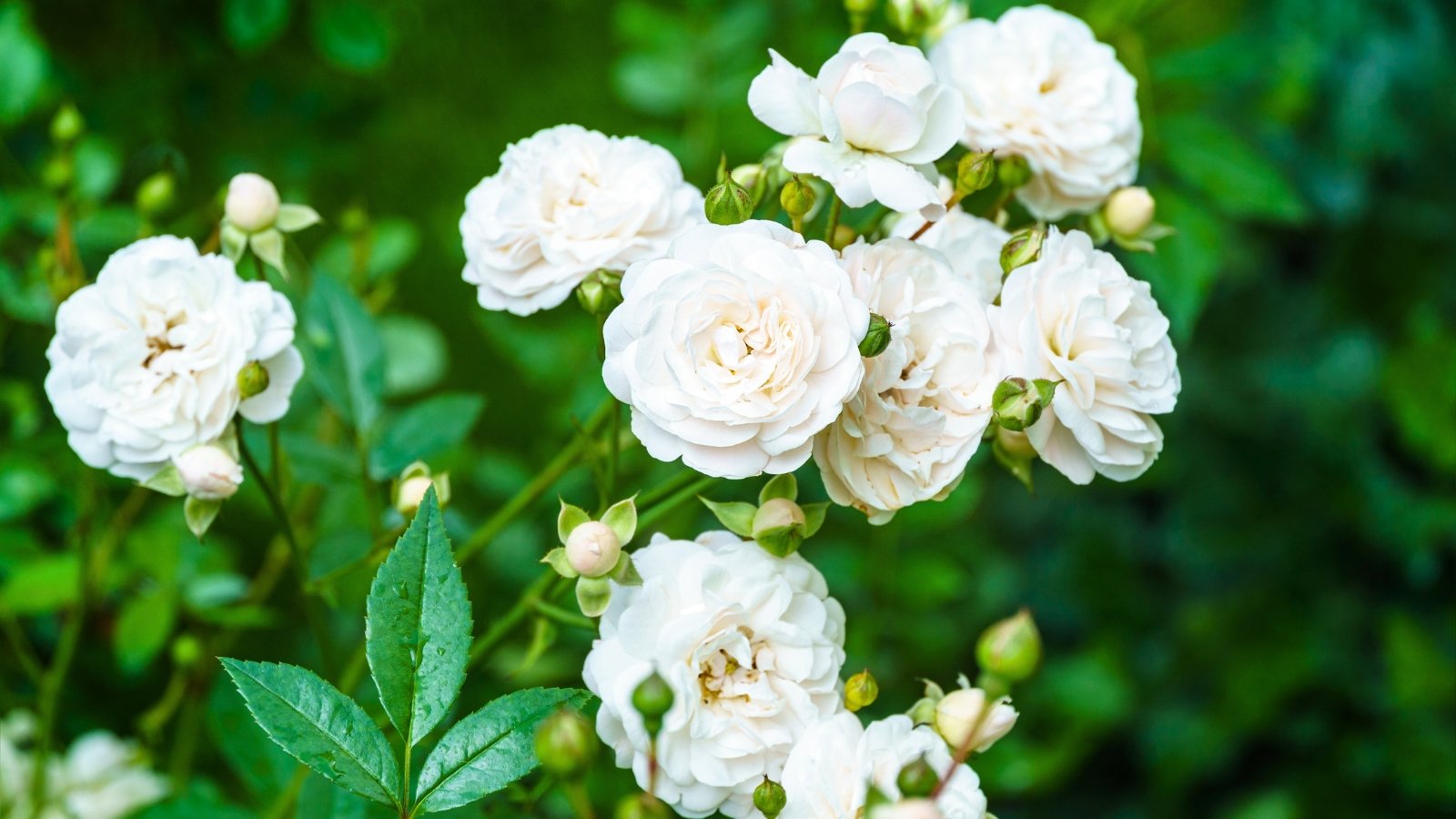 Cluster of creamy white, multi-petaled flowers and green buds against a lush green background.