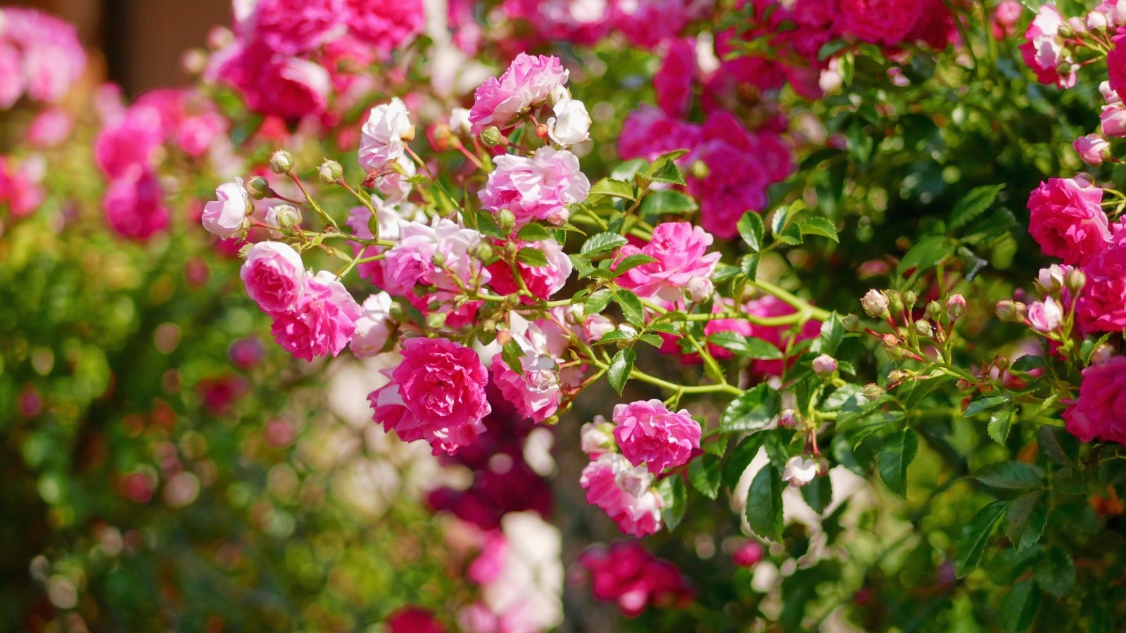Vibrant deep pink, semi-double blooms emerge from thornless stems lined with smooth, medium green leaves that have a soft, matte texture.