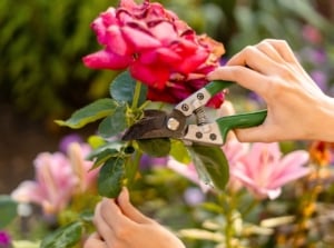 Close-up of a gardener's hands with pruning shears trimming a large, pink rose flower with slightly wilted petals in a sunny garden, showing how to prevent the most common rose pruning mistakes.