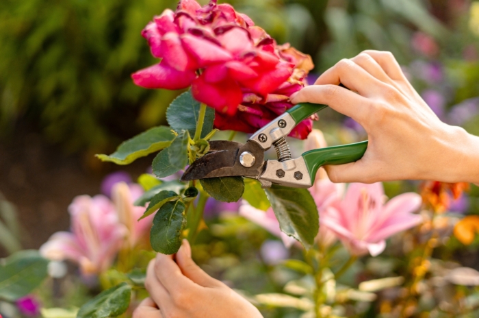 Close-up of a gardener's hands with pruning shears trimming a large, pink rose flower with slightly wilted petals in a sunny garden, showing how to prevent the most common rose pruning mistakes.