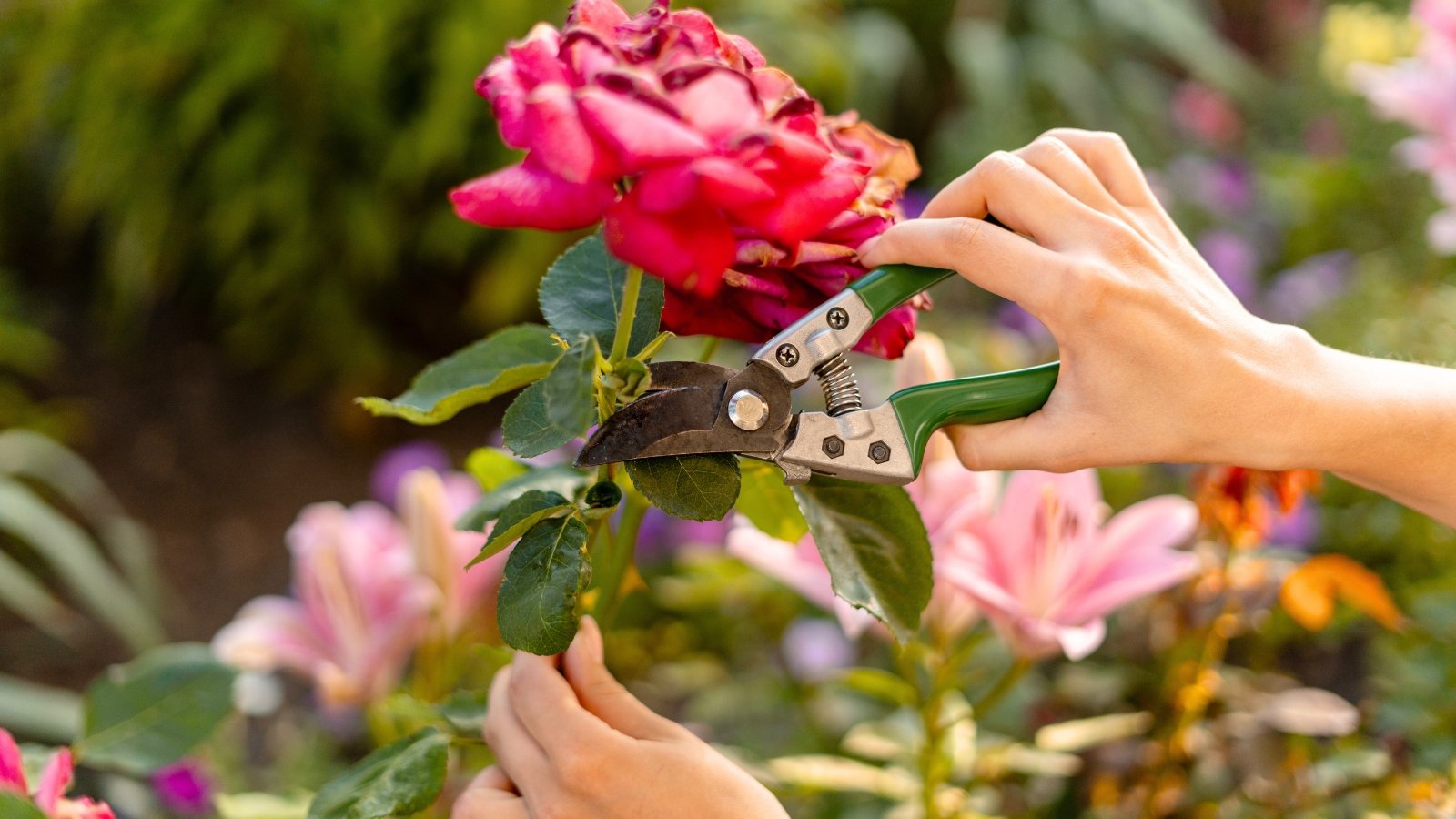 Rose Pruning Don’ts: 5 Ways You’re Damaging Your Bushes