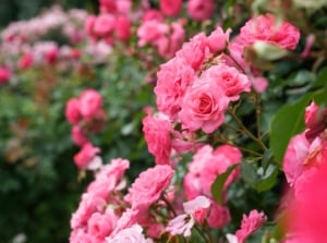 Clusters of soft pink roses in full bloom with ruffled petals and glossy green leaves thriving in rich clay soil.
