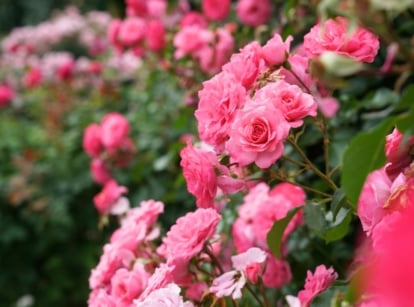 Clusters of soft pink roses in full bloom with ruffled petals and glossy green leaves thriving in rich clay soil.