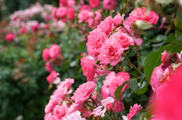 Clusters of soft pink roses in full bloom with ruffled petals and glossy green leaves thriving in rich clay soil.