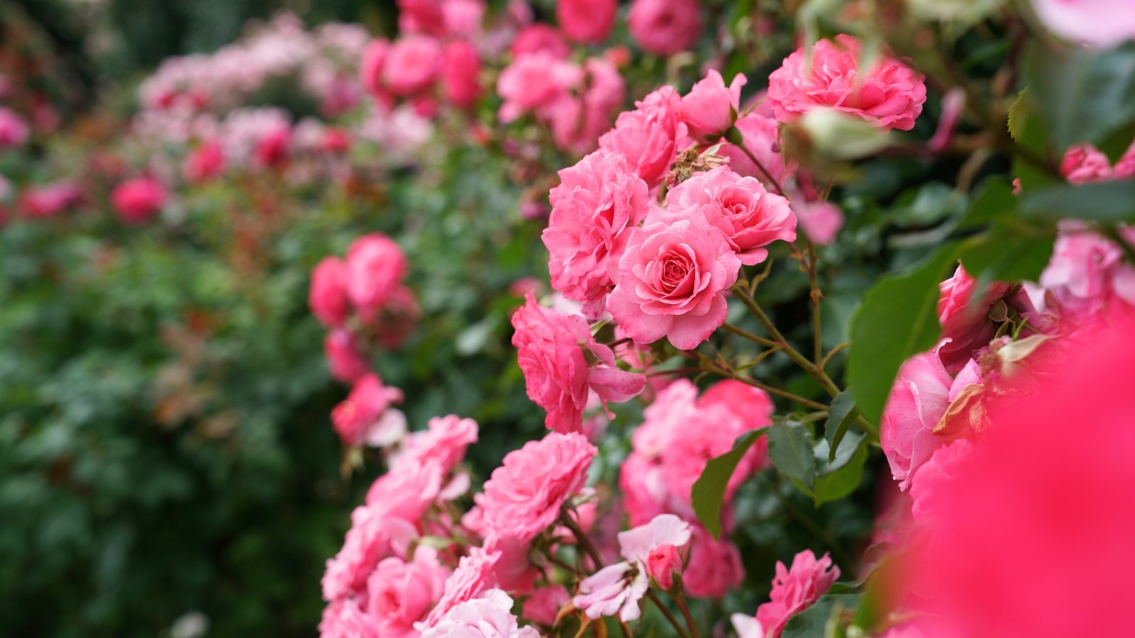 Clusters of soft pink roses in full bloom with ruffled petals and glossy green leaves thriving in rich clay soil.