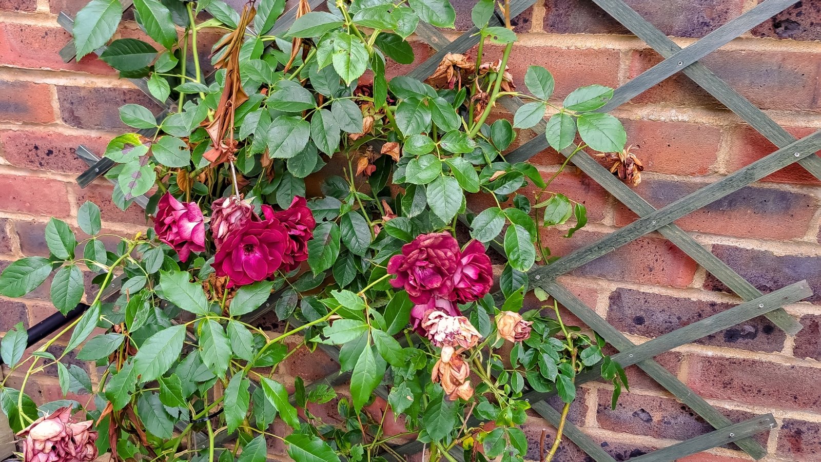 A withering bush of climbing rose with rotting pink flowers and drooping stems with green jagged foliage.