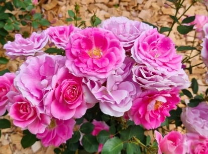 A cluster of vibrant pink, multi-petaled flowers and green leaves on a bed of light brown wood chips — showcasing roses growing in sandy soil.