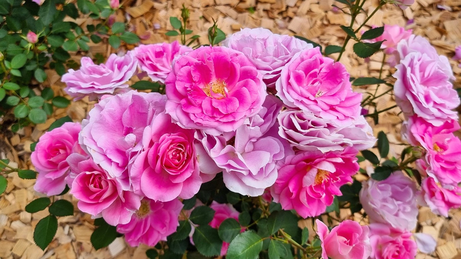 A cluster of vibrant pink, multi-petaled flowers and green leaves on a bed of light brown wood chips — showcasing roses growing in sandy soil.