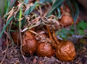 Rotting mushy onions with collapsed skins and dry drooping leaves lying on the soil.