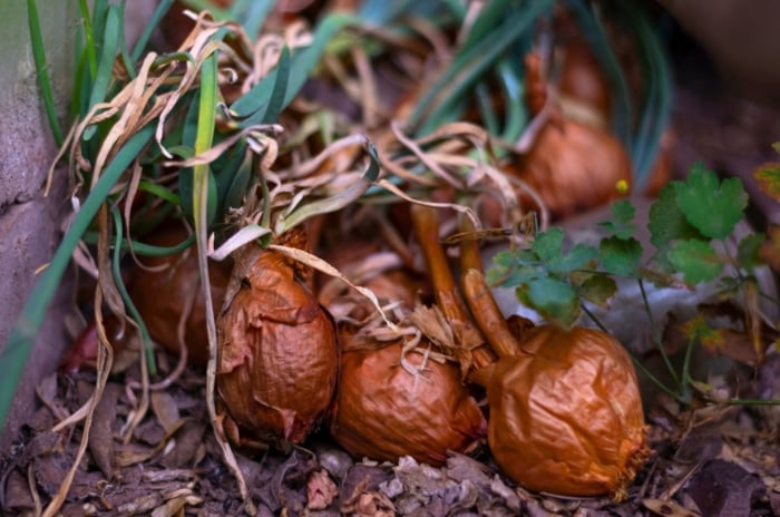 Rotting mushy onions with collapsed skins and dry drooping leaves lying on the soil.